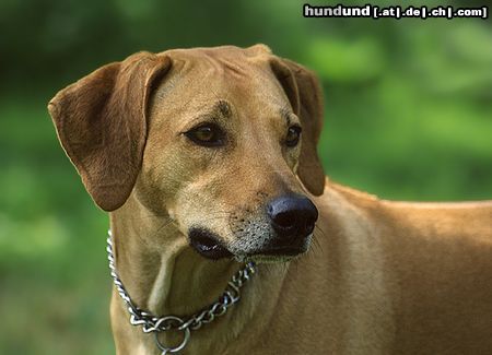 Rhodesian Ridgeback Hunde Foto 12712 Rhodesian Ridgeback Jessi