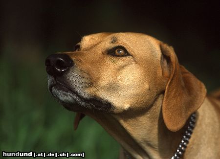 Rhodesian Ridgeback Hunde Foto 12713 Rhodesian Ridgeback Jessi