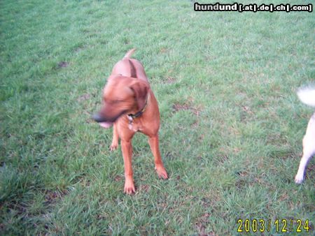 Rhodesian Ridgeback Hunde Foto 11281 Rhodesian Ridgeback Unser Ben