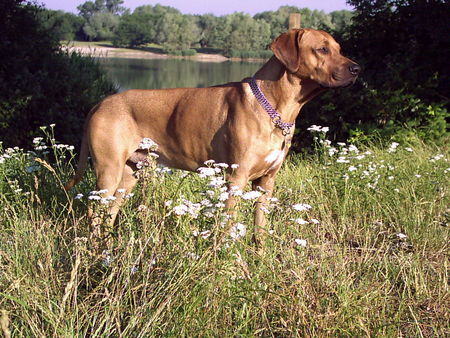 Rhodesian Ridgeback Hunde Foto 29101 Rhodesian Ridgeback