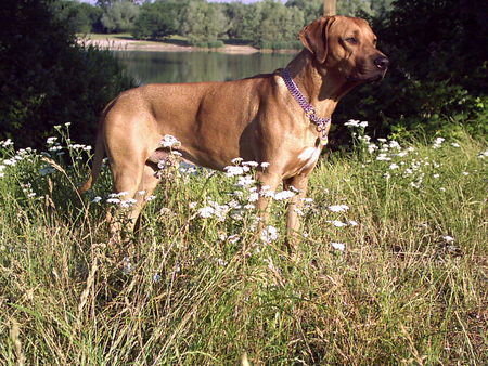 Rhodesian Ridgeback Hunde Foto 32285 Rhodesian Ridgeback