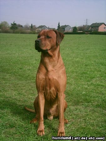 Rhodesian Ridgeback Hunde Foto 11215 Rhodesian Ridgeback Der schönste Paco der Welt !!!