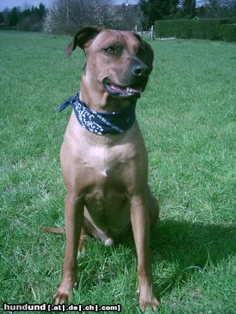 Rhodesian Ridgeback Hunde Foto 11282 Rhodesian Ridgeback Unser Ben