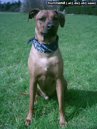 Rhodesian Ridgeback Hunde Foto 11285 Rhodesian Ridgeback Der schöne Ben