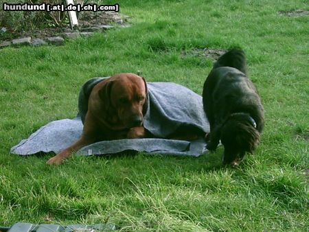 Rhodesian Ridgeback Hunde Foto 11810 Rhodesian Ridgeback wenn ich ja nur nicht so ein frierpitter wäre!!!