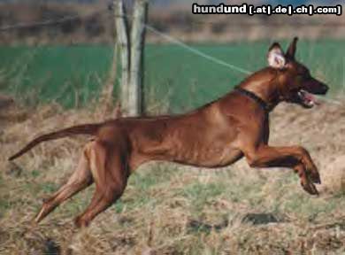 Rhodesian Ridgeback Hunde Foto 19267 in höherer Auflösung ansehen Rhodesian Ridgeback Das ist ein Ridgebackleben