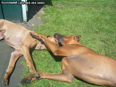 Rhodesian Ridgeback Hunde Foto 22792 in höherer Auflösung ansehen Rhodesian Ridgeback wahre Liebe
