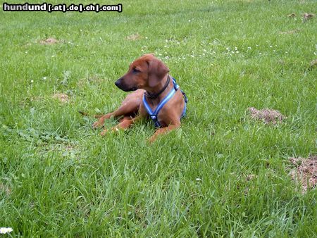 Rhodesian Ridgeback Hunde Foto 19663 in höherer Auflösung ansehen Rhodesian Ridgeback mit 2 monaten :)