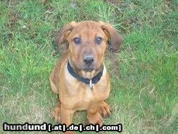 Rhodesian Ridgeback Hunde Foto 21341 in höherer Auflösung ansehen Rhodesian Ridgeback Hey bekomme ich was?????