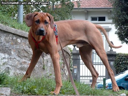 Rhodesian Ridgeback Hunde Foto 7876 Rhodesian Ridgeback