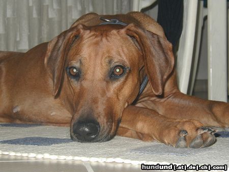 Rhodesian Ridgeback Unser RR in Posestellung