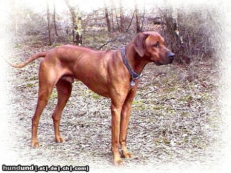 Rhodesian Ridgeback Hunde Foto 8771 Rhodesian Ridgeback Unser Arni