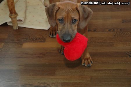 Rhodesian Ridgeback Hunde Foto 20879 in höherer Auflösung ansehen Rhodesian Ridgeback Ich liebe Dich......