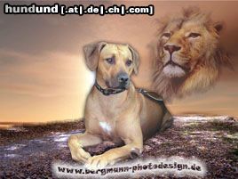 Rhodesian Ridgeback Hunde Foto 22611 in höherer Auflösung ansehen Rhodesian Ridgeback die Luft ist rein...