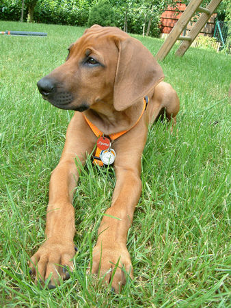 Rhodesian Ridgeback Hunde Foto 32367 in höherer Auflösung ansehen Rhodesian Ridgeback Ayuma