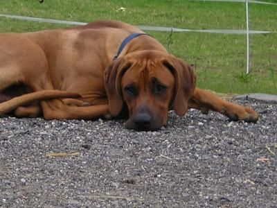 Rhodesian Ridgeback Hunde Foto 29532 Rhodesian Ridgeback *Jacko*