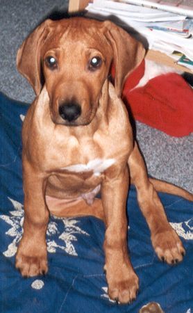 Rhodesian Ridgeback Hunde Foto 29102 Rhodesian Ridgeback