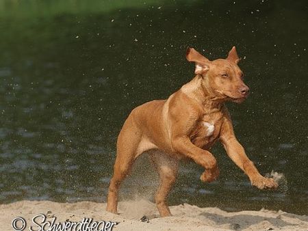 Rhodesian Ridgeback Unsere Baggy