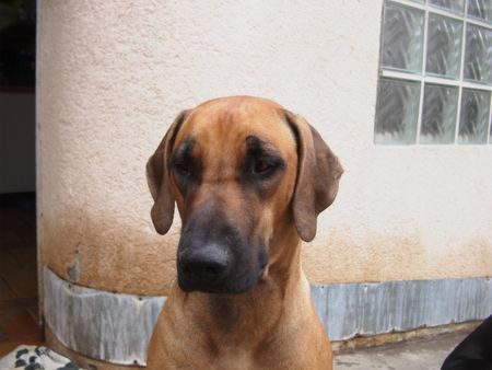 Rhodesian Ridgeback Hunde Foto 31863 Rhodesian Ridgeback Banußsche