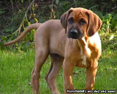 Rhodesian Ridgeback Hunde Foto 19787 in höherer Auflösung ansehen Rhodesian Ridgeback da war er noch gaanz klein
