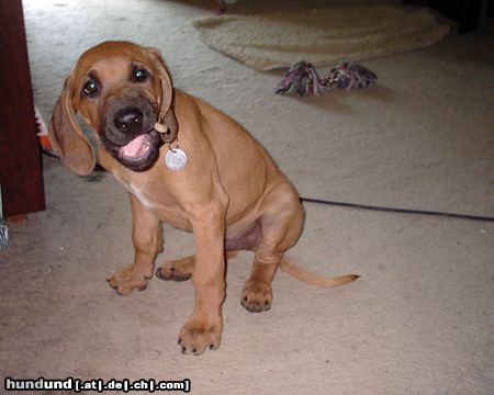 Rhodesian Ridgeback Hunde Foto 20989 in höherer Auflösung ansehen Rhodesian Ridgeback die langen Ohren stören beim futtern...gemein...