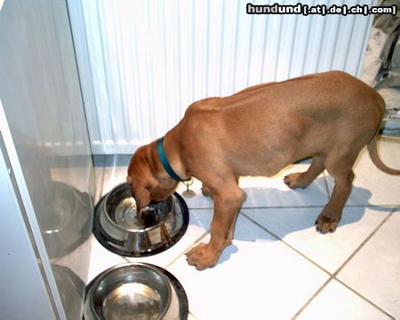 Rhodesian Ridgeback Hunde Foto 20991 in höherer Auflösung ansehen Rhodesian Ridgeback blöde Näpfe sind das hier..hab jetzt aber endlich einen schön hohen Napfständer,damit ich mich nicht immer so bücken muss..