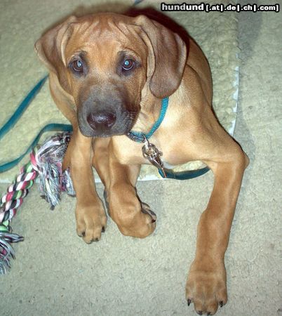 Rhodesian Ridgeback Hunde Foto 20985 in höherer Auflösung ansehen Rhodesian Ridgeback Ich bin ganz lieb,versprochen!