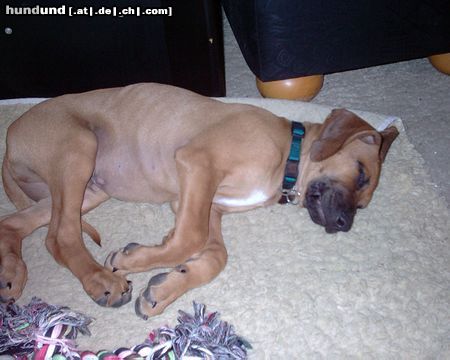 Rhodesian Ridgeback Hunde Foto 20986 in höherer Auflösung ansehen Rhodesian Ridgeback Kleine Jungs müssen gaaanz viel schlafen um groß und stark zu werden