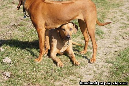 Rhodesian Ridgeback Sonnenschutz