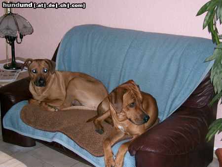 Rhodesian Ridgeback Hunde Foto 11337 Rhodesian Ridgeback ben und bantou