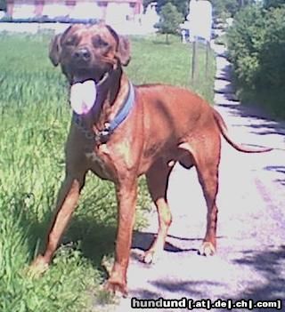 Rhodesian Ridgeback Hunde Foto 8208 Rhodesian Ridgeback Umbani Bentulu (Moppa) , 7 Jahre