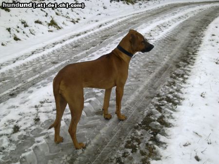 Rhodesian Ridgeback auf der täglichen Wanderung