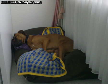 Rhodesian Ridgeback Jala beim Mittagsschlaf 7 Monate