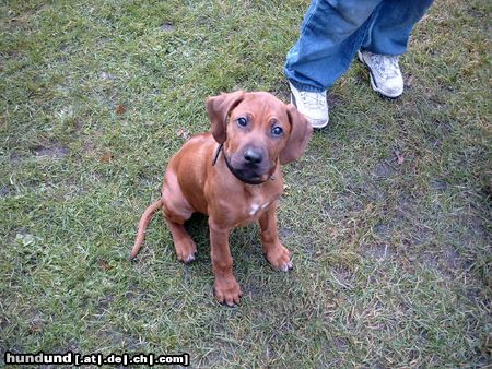 Rhodesian Ridgeback Hunde Foto 11348 Rhodesian Ridgeback