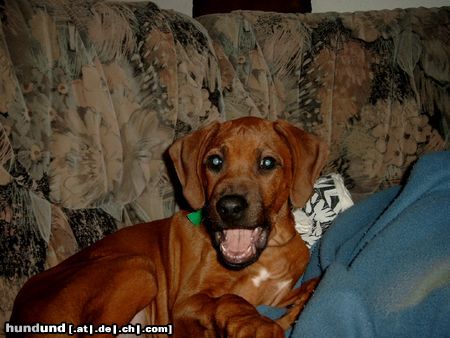 Rhodesian Ridgeback Hunde Foto 11347 Rhodesian Ridgeback Grrrrr!(Fynn vom Okavango)