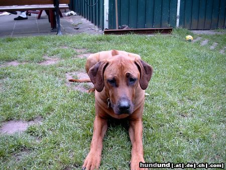 Rhodesian Ridgeback Hunde Foto 11559 Rhodesian Ridgeback Fynn vom Okavango 8Monate