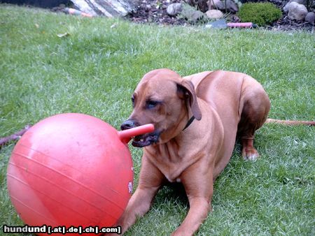 Rhodesian Ridgeback Hunde Foto 12140 Rhodesian Ridgeback Wo bleibt die Milch???