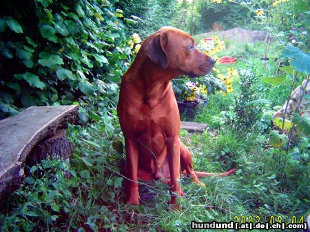 Rhodesian Ridgeback Hunde Foto 11216 Rhodesian Ridgeback Paco im Blumenmeer!!!