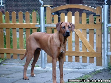 Rhodesian Ridgeback Hunde Foto 11860 Rhodesian Ridgeback Stolzer Fynn 9 Mon.