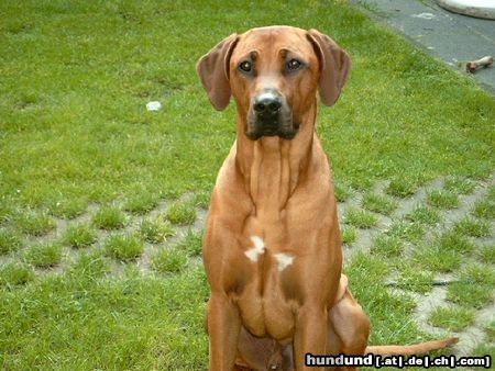 Rhodesian Ridgeback Hunde Foto 13100 Rhodesian Ridgeback Mamas ganzer Stolz!Fynn vom Okavango