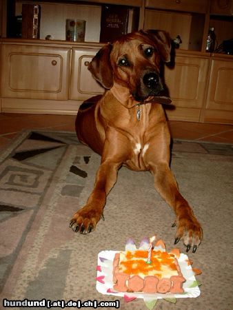 Rhodesian Ridgeback Hunde Foto 14268 Rhodesian Ridgeback Fynn`s 1.Geburtstag