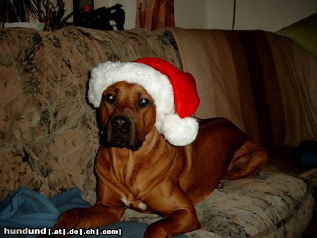 Rhodesian Ridgeback Hunde Foto 16705 in höherer Auflösung ansehen Rhodesian Ridgeback Fynn wünscht