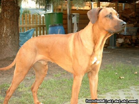Rhodesian Ridgeback Hunde Foto 19309 in höherer Auflösung ansehen Rhodesian Ridgeback Deckrüde