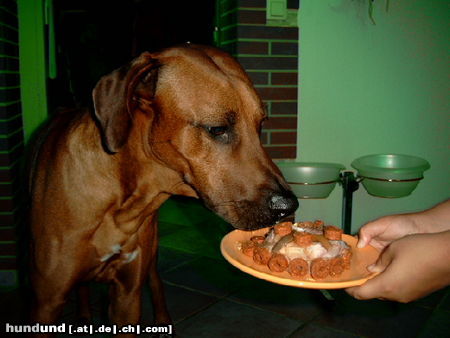 Rhodesian Ridgeback Hunde Foto 24779 in höherer Auflösung ansehen Rhodesian Ridgeback Fynns 2ter Geburtstag,dann fressen !!!!!