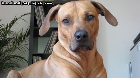 Rhodesian Ridgeback unser Jamal mit 4 Jahren