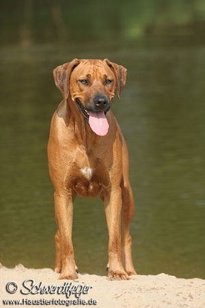 Rhodesian Ridgeback Unsere Sade erwartet am 14.12.06 Welpen