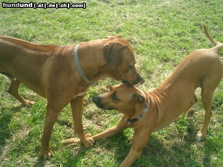 Rhodesian Ridgeback Hunde Foto 45778 in höherer Auflösung ansehen Rhodesian Ridgeback Deckrüde...ich halte dich fest.. :-) 03622/907445