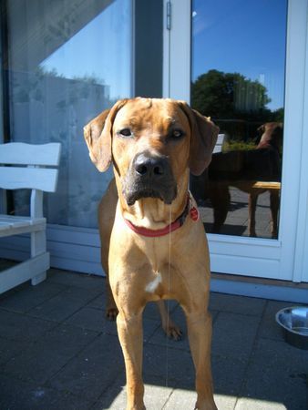 Rhodesian Ridgeback Bogart