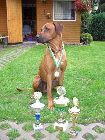Rhodesian Ridgeback Hunde Foto 31713 in höherer Auflösung ansehen Rhodesian Ridgeback Fynn vom Okavango