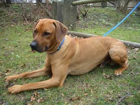 Rhodesian Ridgeback Hunde Foto 34030 in höherer Auflösung ansehen Rhodesian Ridgeback Bogart